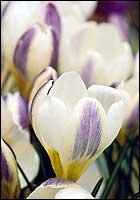 Plantera din krokus nu