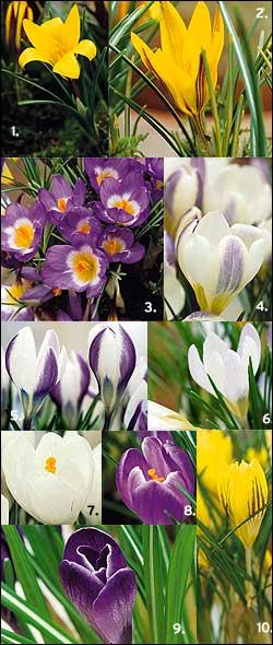 Plantera din krokus nu