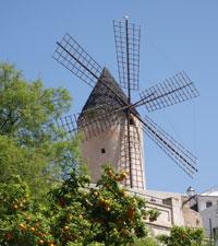 Pulsen på Palma