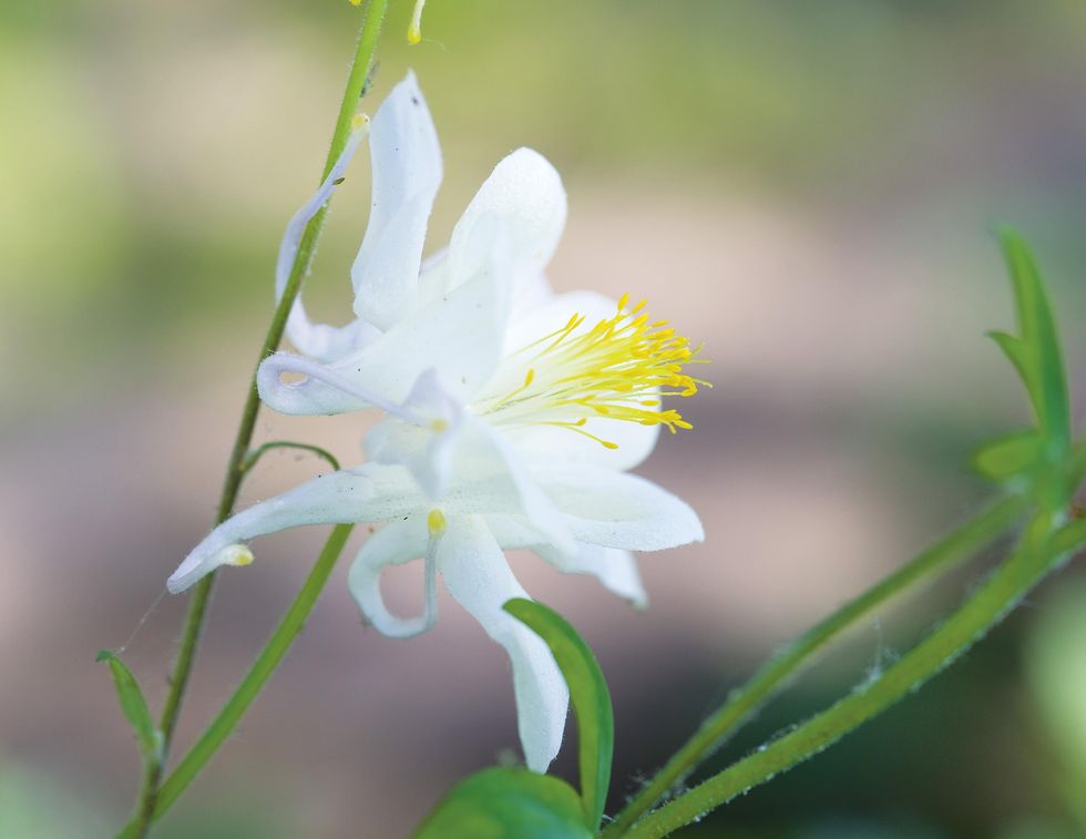 Här blommar tallbacken