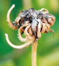 Ringblommor blir len blomsalva