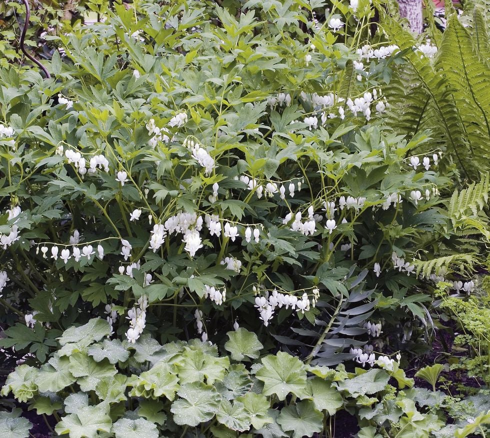 Skuggväxter: Lys upp med vita blommor