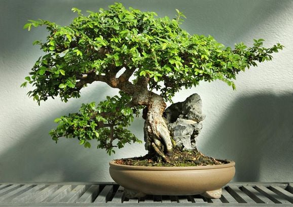 Bilder: Kolla in våra vanliga träd som bonsai
