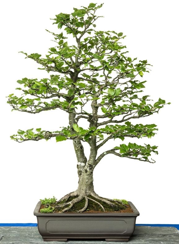 Bilder: Kolla in våra vanliga träd som bonsai
