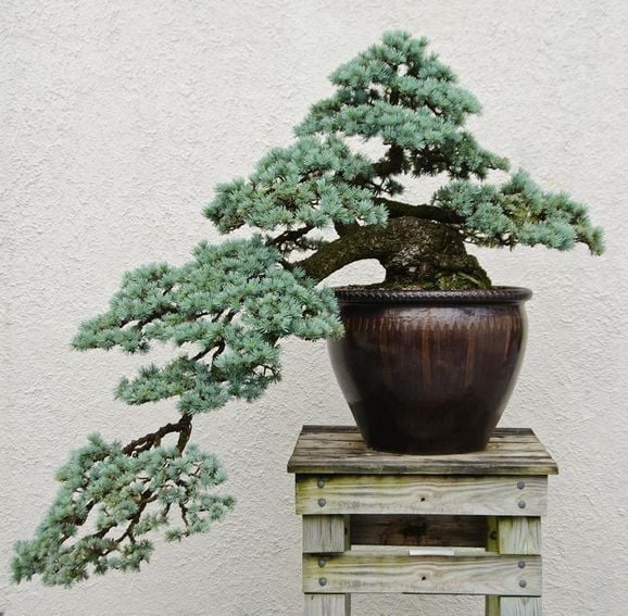 Bilder: Kolla in våra vanliga träd som bonsai