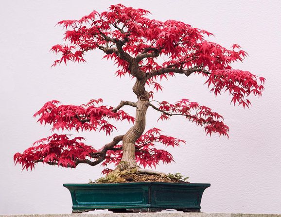 Bilder: Kolla in våra vanliga träd som bonsai