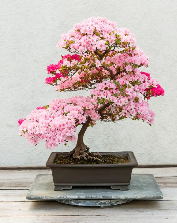 Bilder: Kolla in våra vanliga träd som bonsai