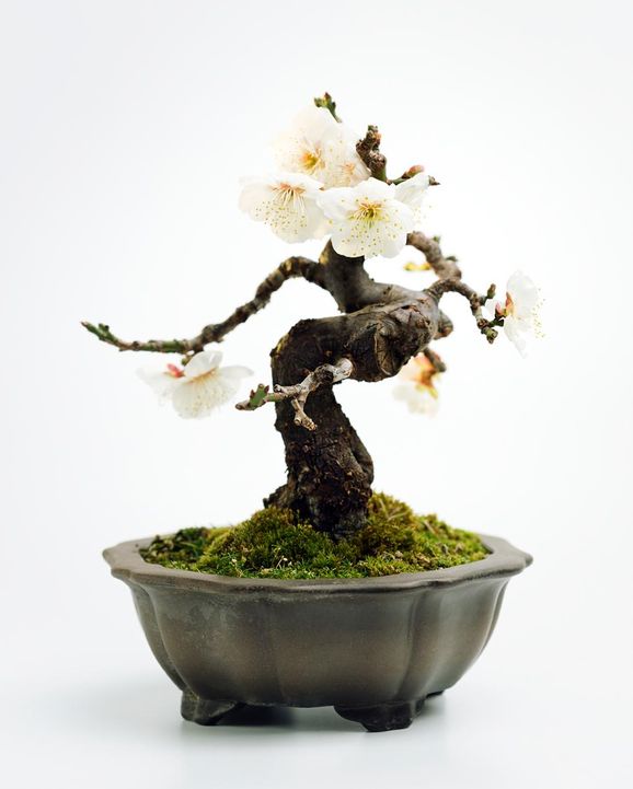 Bilder: Kolla in våra vanliga träd som bonsai