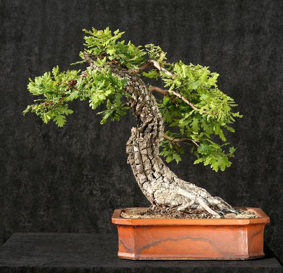 Bilder: Kolla in våra vanliga träd som bonsai