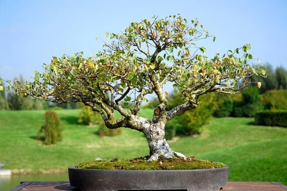 Bilder: Kolla in våra vanliga träd som bonsai