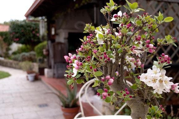 Bilder: Kolla in våra vanliga träd som bonsai