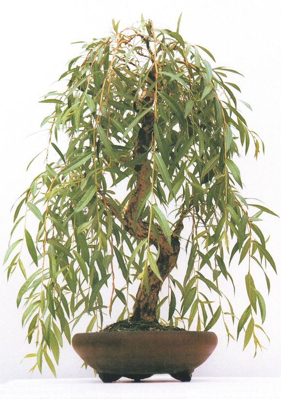 Bilder: Kolla in våra vanliga träd som bonsai
