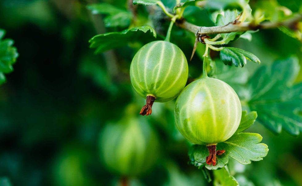 10 nyttiga superbär att fortsätta frossa i