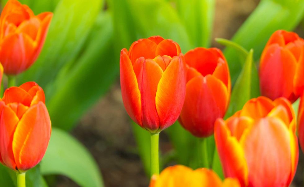 Här är blommorna i din trädgård som du kan äta