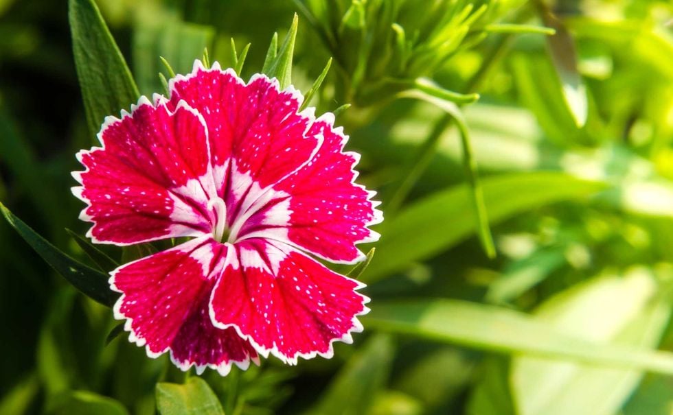 Här är blommorna i din trädgård som du kan äta