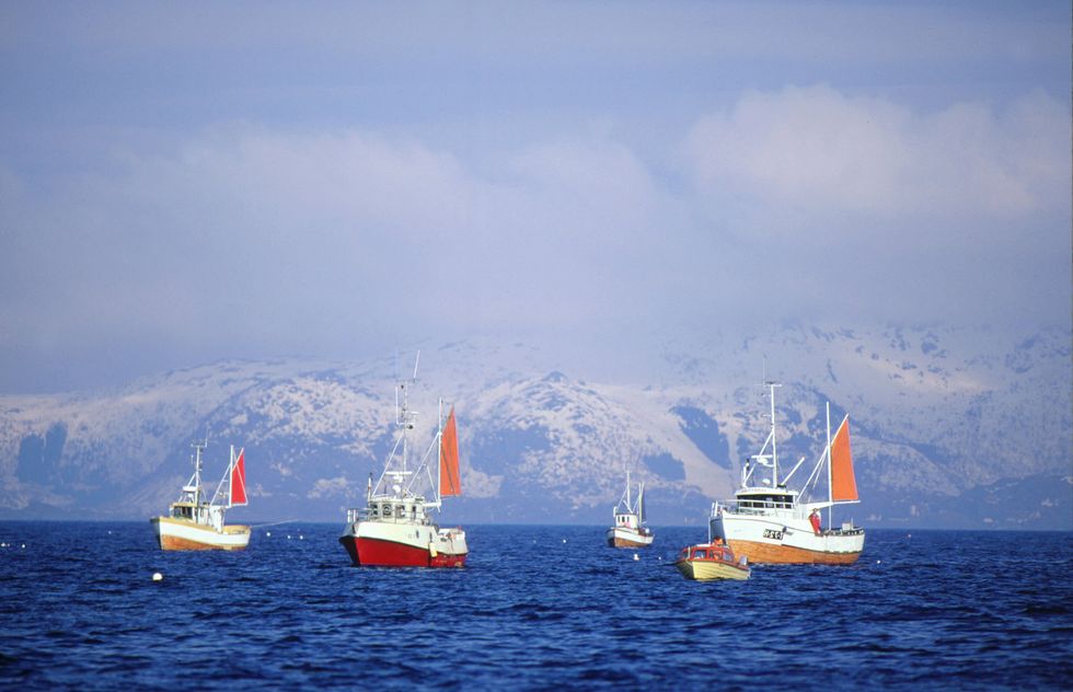 Så lyckas du med lyxig skrei