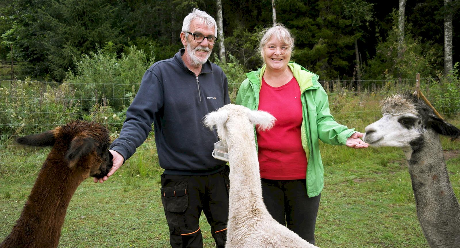 Jens och Elke flyttade från Tyskland – idag bor de med alpackor