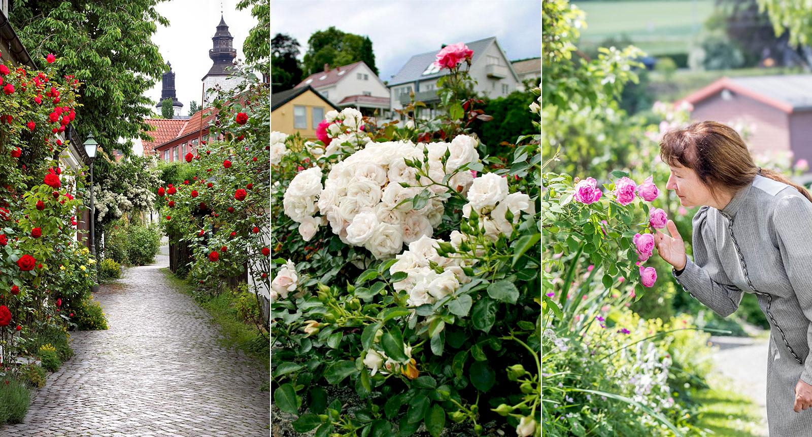 Guide till Skandinaviens rosenträdgårdar: 10 blomstrande utflyktsmål