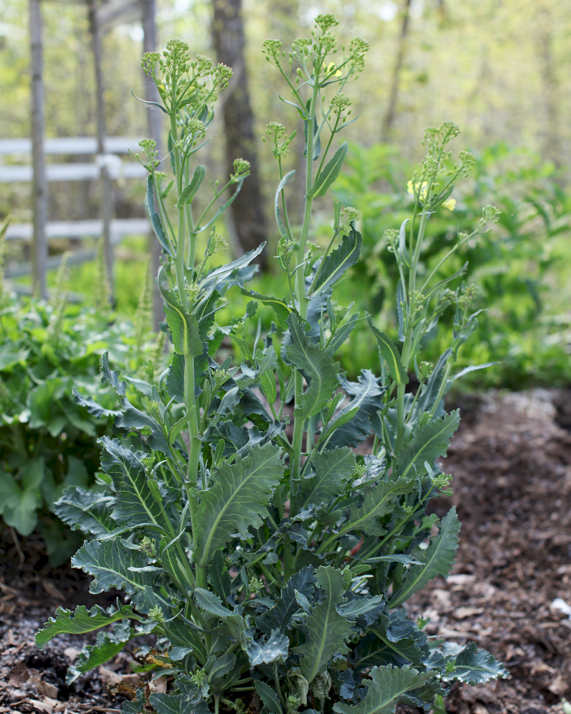 Vildkål ger mycket mat, bladen kan användas färska eller tillagade och blomknopparna används som broccoli.