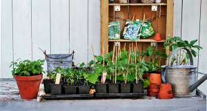 Så lyckas du med förodlingen av dina växter och blommor – 9 viktiga tips!