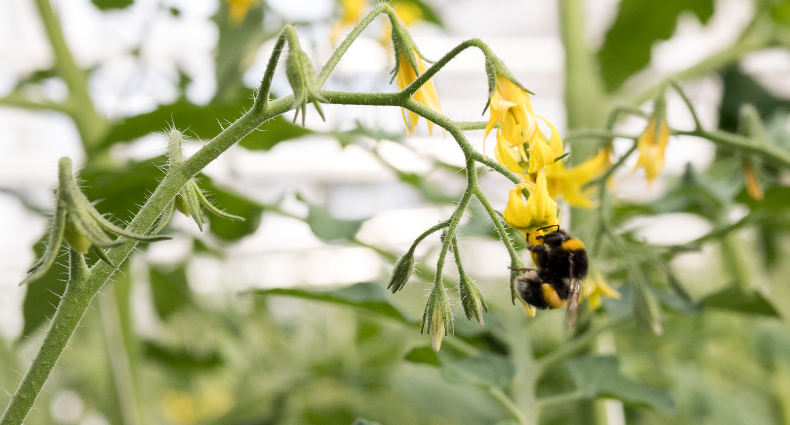 Trädgårdsexperten Maj-Lis Pettersson tipsar: Pollinera tomaterna med eltandborste
