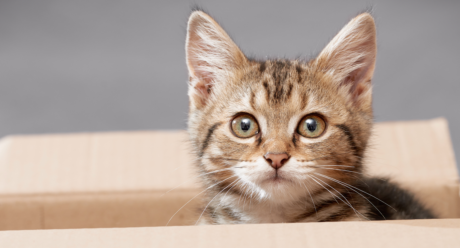 Katten – häxans förtrogne och husfruns älskling