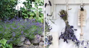 Njut av din lavendel längre – 5 tips på hur du tar tillvara på växten