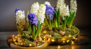Så lyckas du med dina hyacinter – från lök till blomma