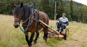 Fjällbonden Jon kör fossilfritt: ”En traktor blir sämre och sämre, med en häst är det tvärtom”