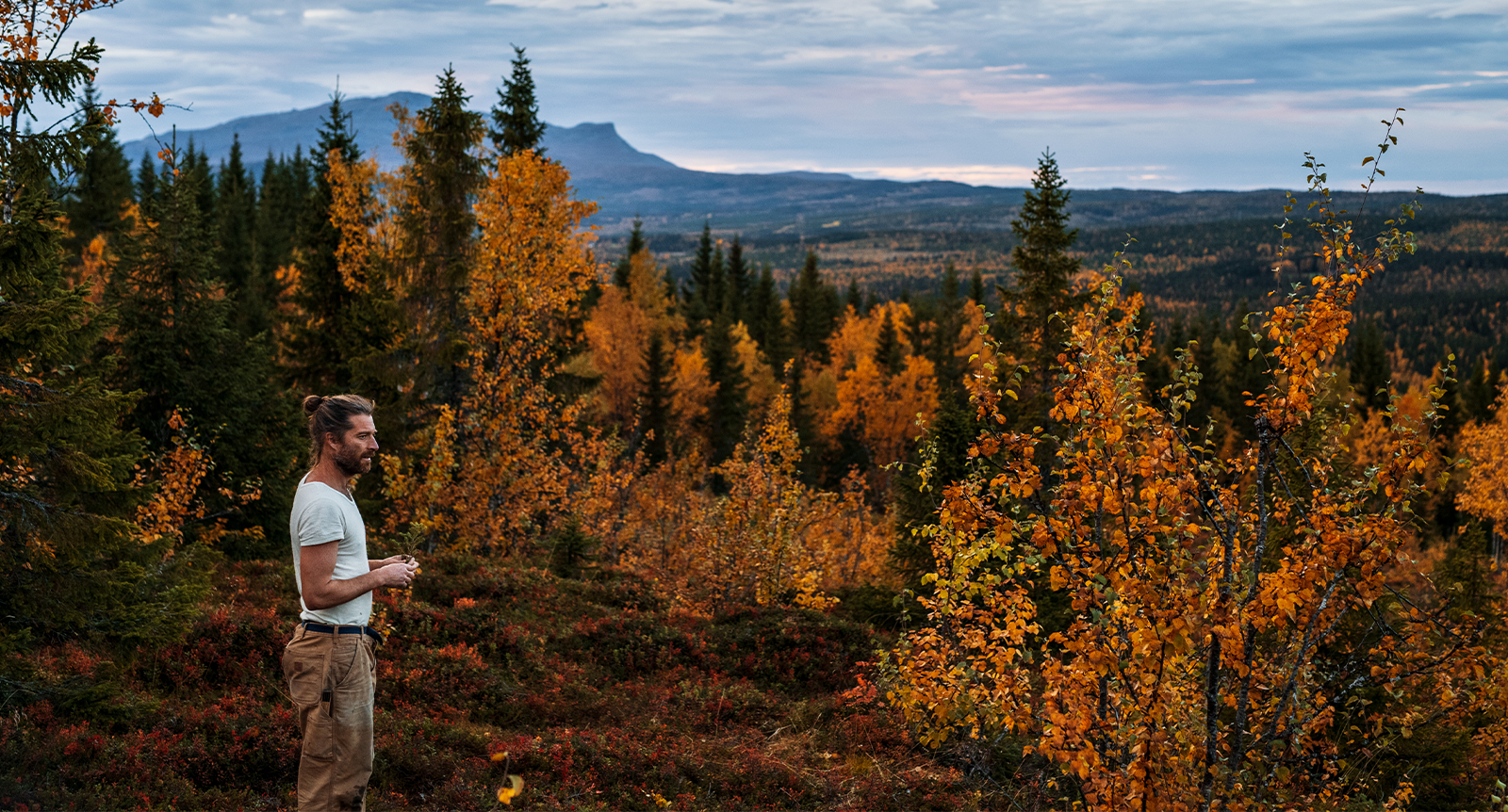 Svenskarnas förhållande till skogen: ”Man kan säga att skogen är som en religion”