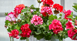 Så väcker du dina pelargoner efter övervintringen  