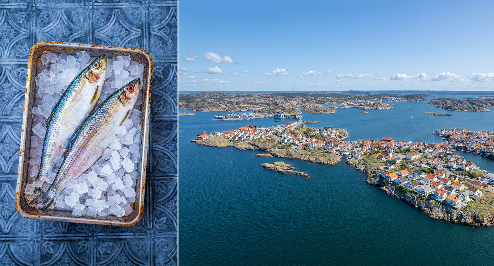 Sillens paradis finns på Tjörn