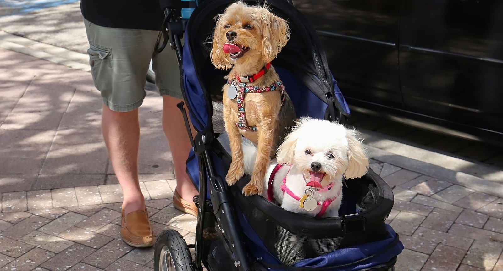 Behöver hunden verkligen gå på spa och åka barnvagn?