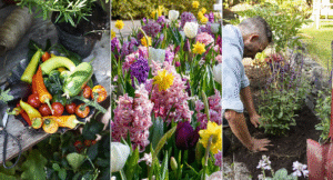6 blommor och växter du kan plantera på hösten
