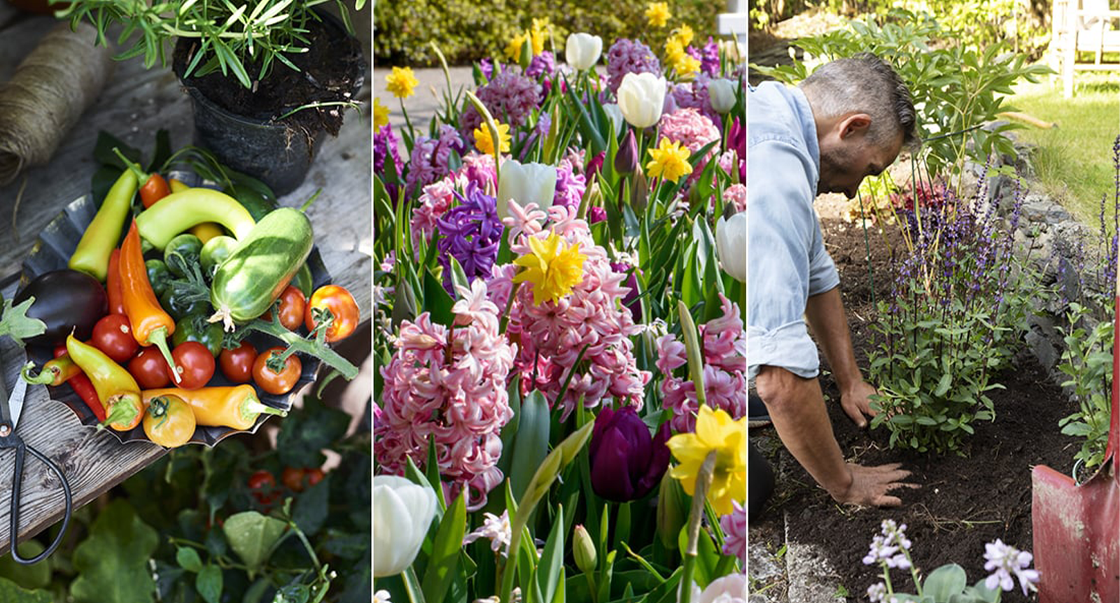 6 blommor och växter du kan plantera på hösten