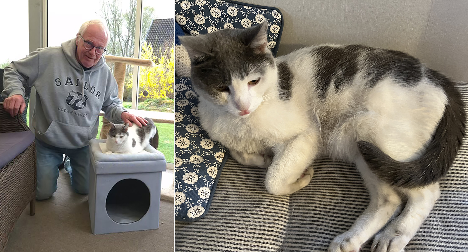 Katten Pelle försvann tre mil hemifrån – dagen efter var han tillbaka hos husse
