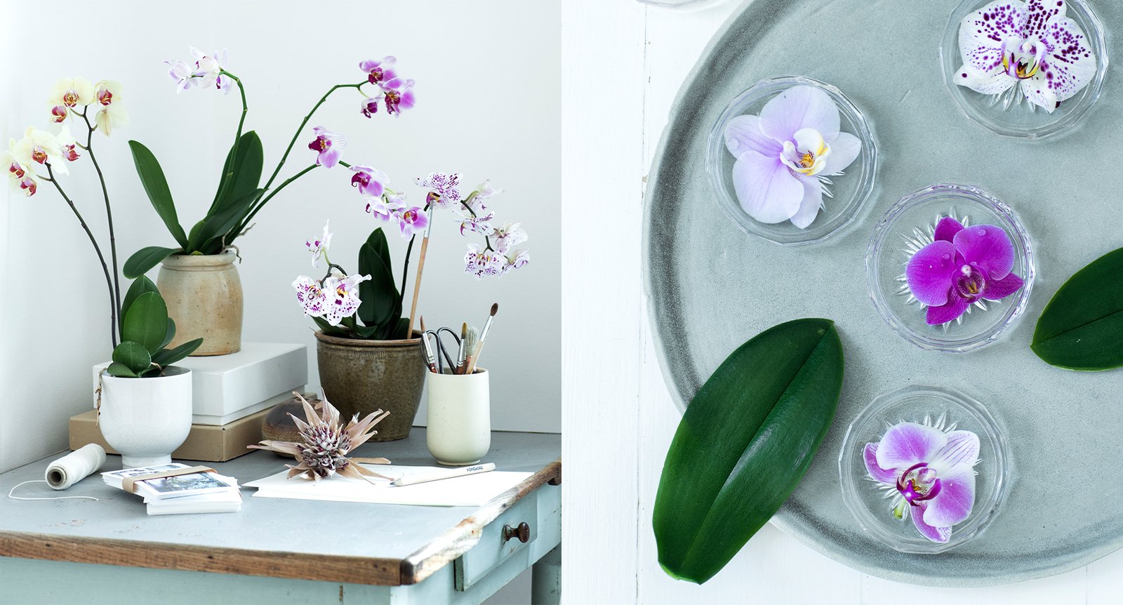 Orkidéer: Skötselråd, tips och idéer för arrangemang